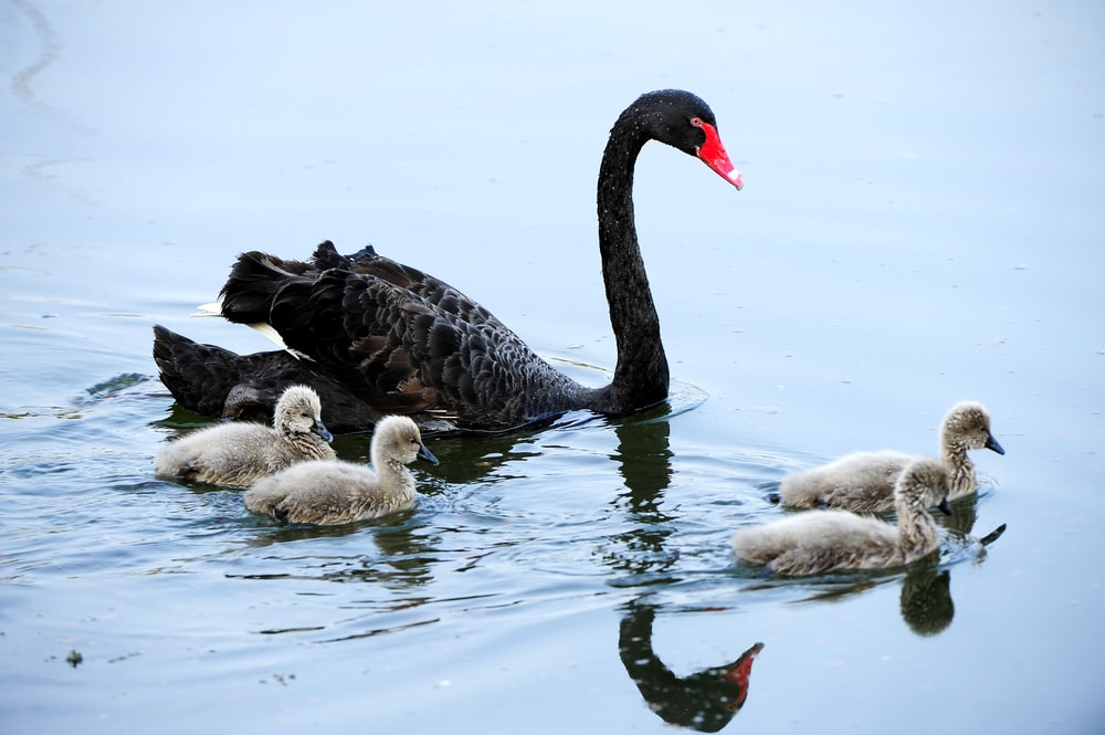 a mother black swan with her babies