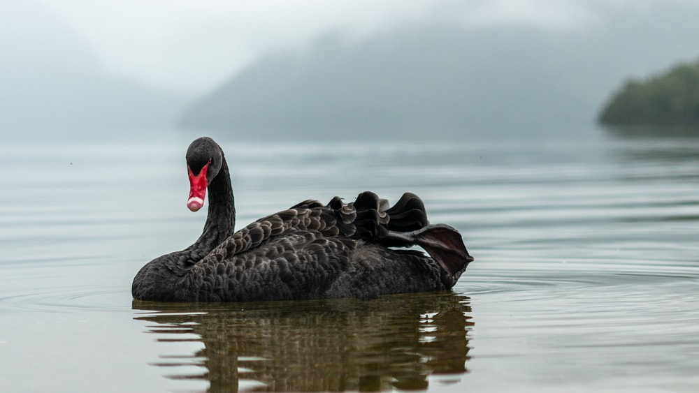 a lone black swan on the lake