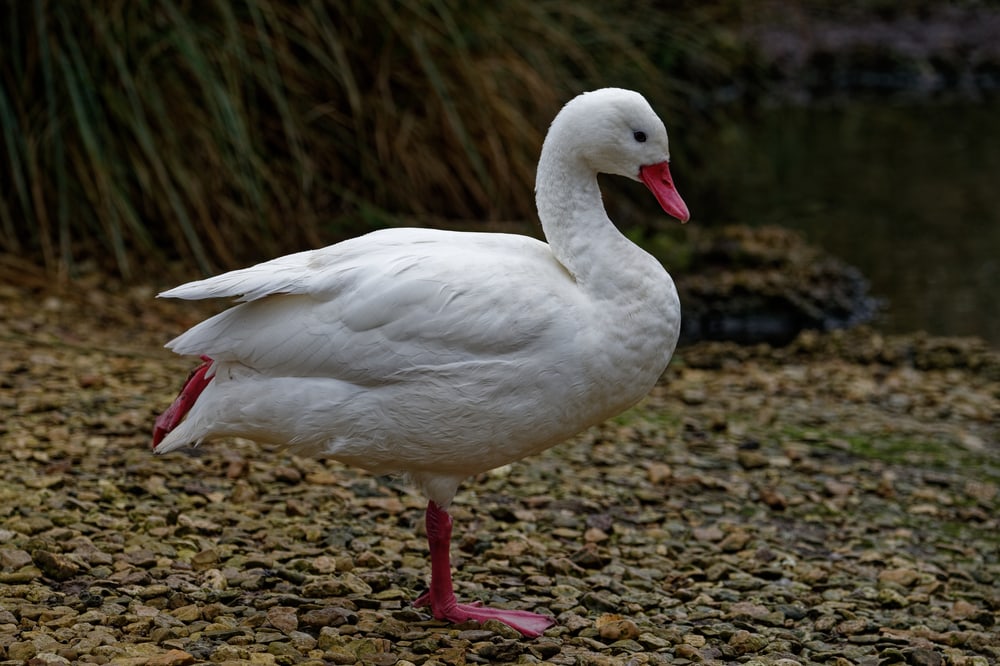 image of a Coscoroba swan standing on one leg
