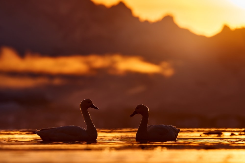 silhouette of a pair of swans on a lake during sunset