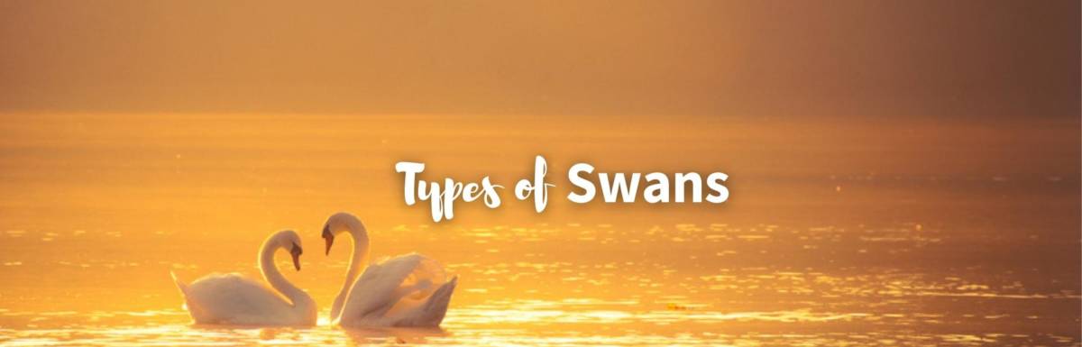 types of swans featured image