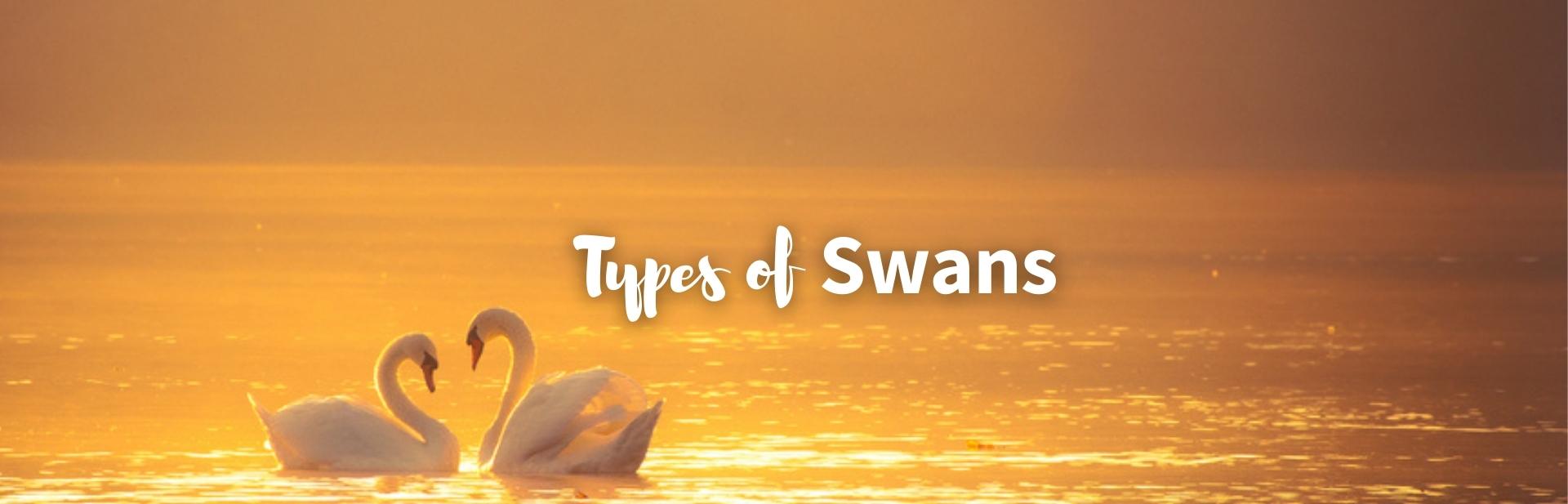 8 Types of Swans: Everything You Need to Know