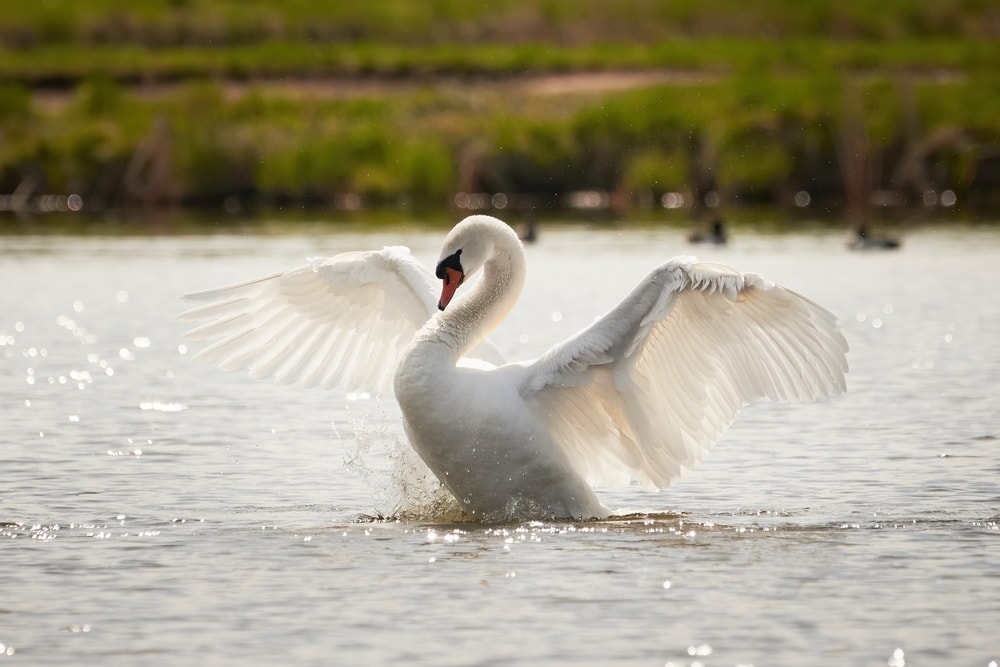 a mute swan flapping its wings on the lake