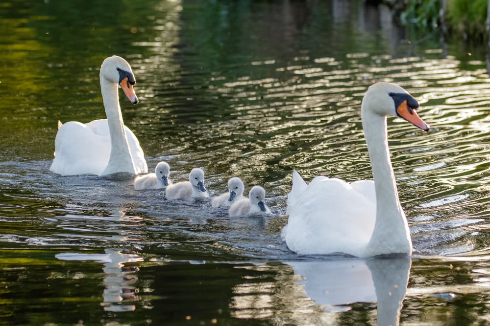 pair of mute swan with their baby cygnets swimming together