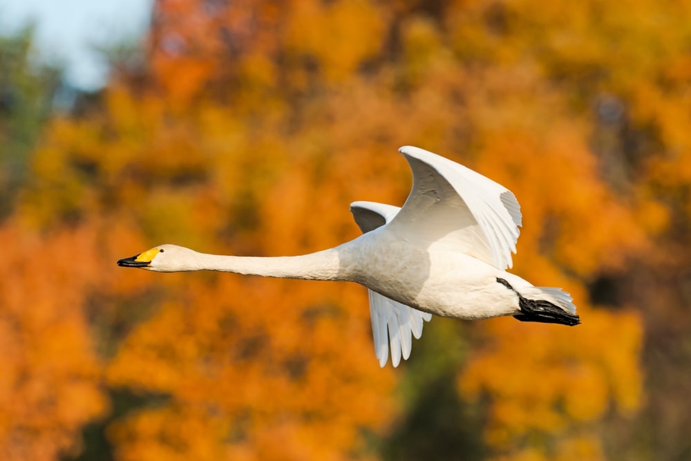 a whooper swan in flight during autumn