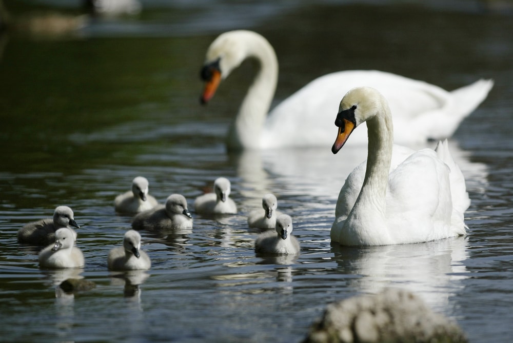 pair of mute swans with their babies 