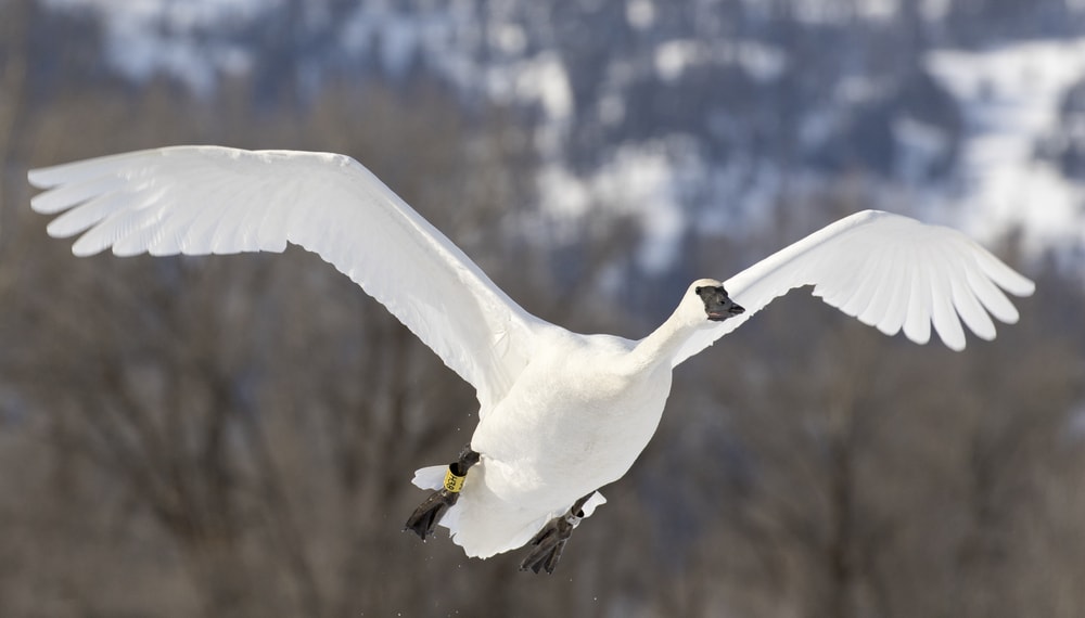 image of a trumpeter swan in flight