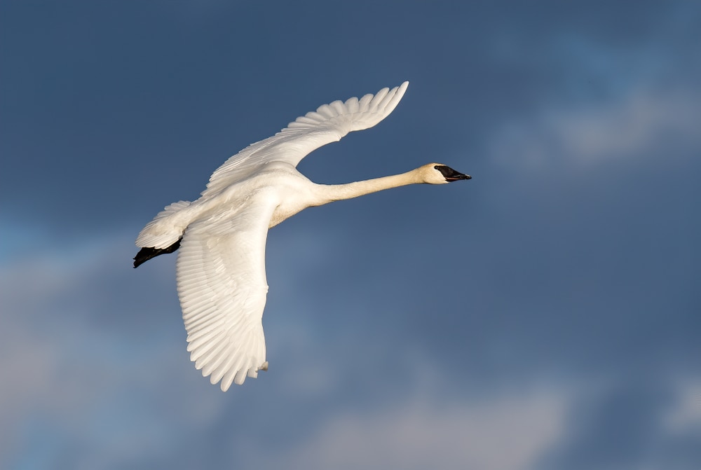 image of a tundra swan in flight