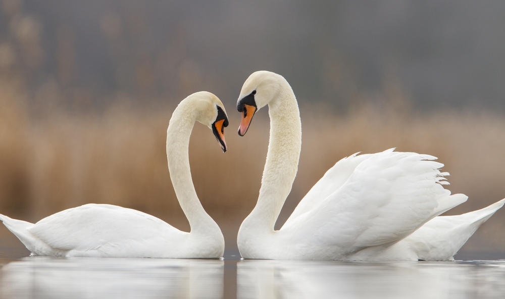 two swans forming a heart shape during courtship ritual