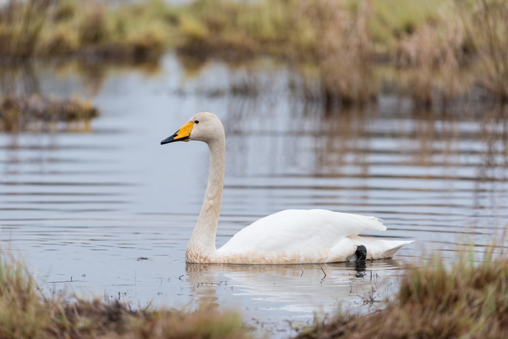 a lone whooper swan swimming on a marsh