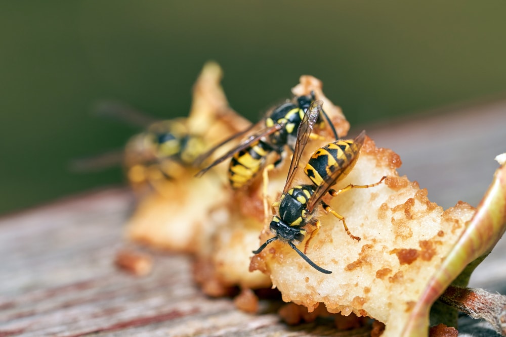 image of common wasps eating a left over fruit
