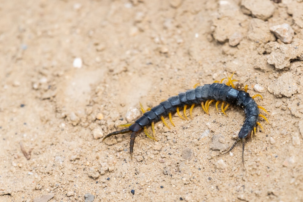 a common desert centipede on a sandy ground
