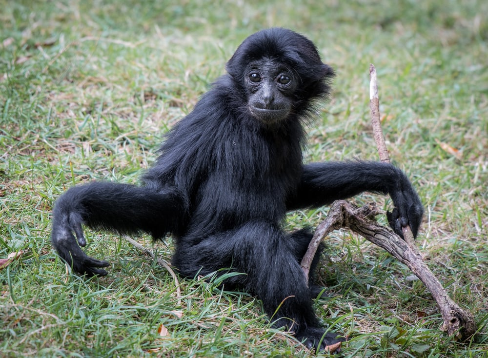 a young siamang seating on a grass