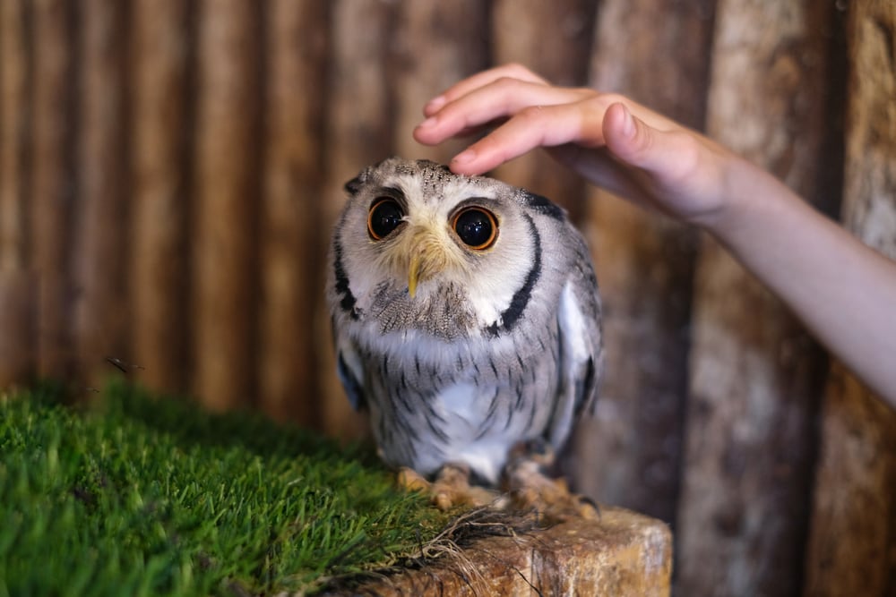 Petting an elf owl