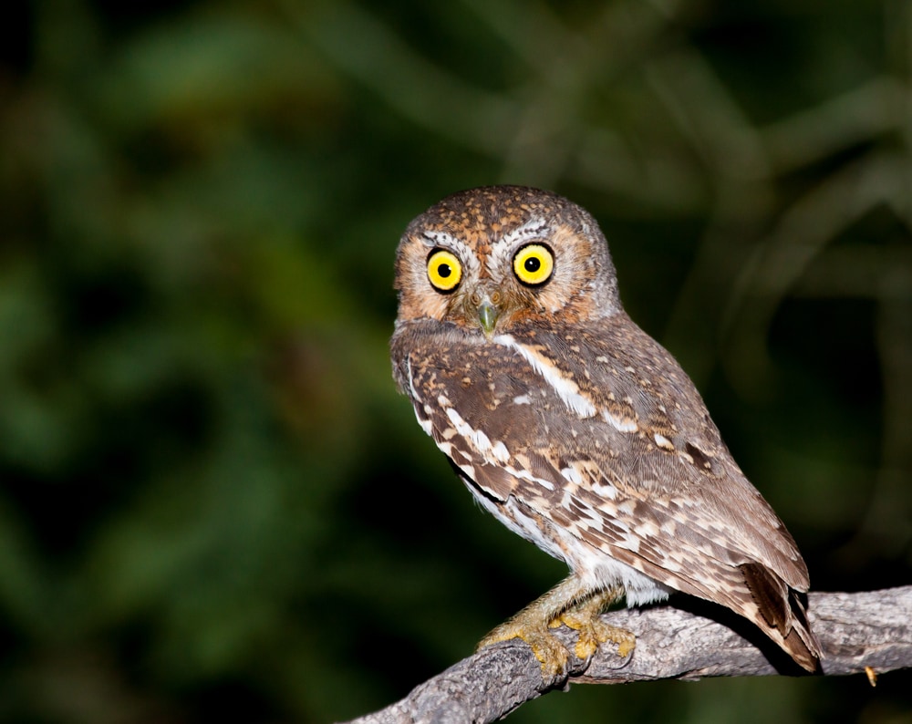 Elf owl standing on a thin branch of tree