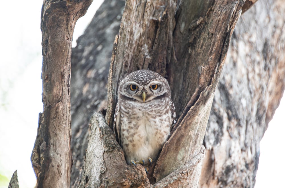 Elf owl in the middle of a tree