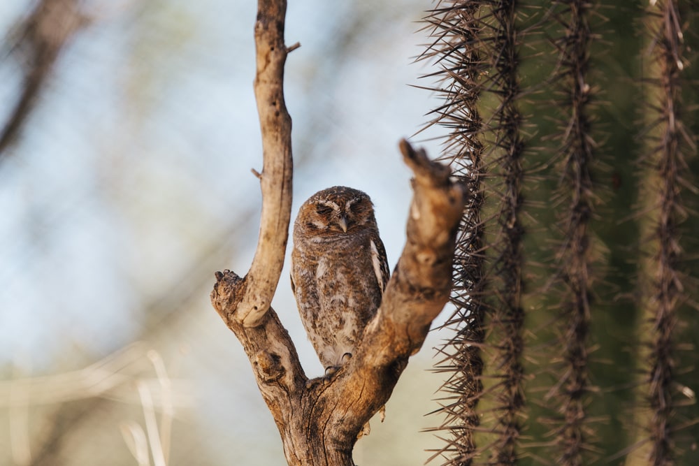 Elf owl in the middle of a wood