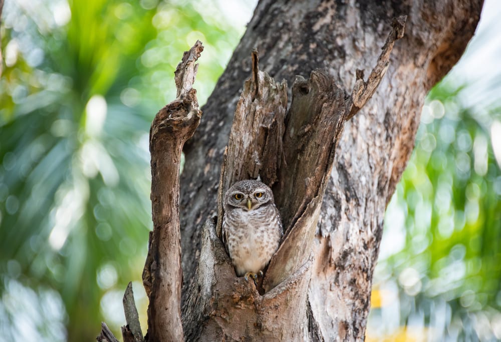 Elf owl inside a tree