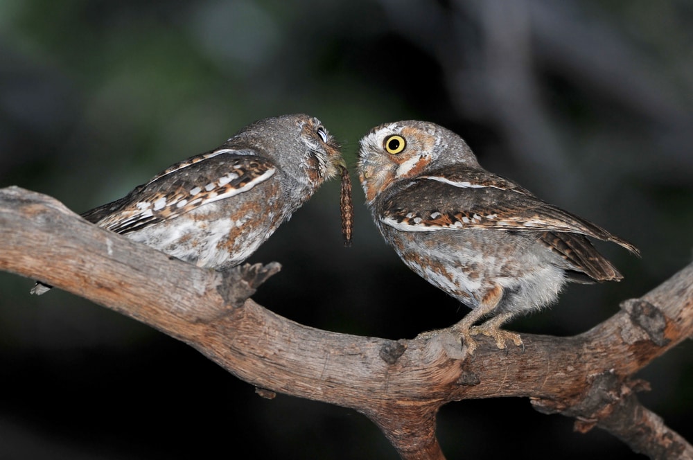 Two elf owl sharing on a food