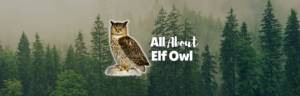 Elf owl featured photo
