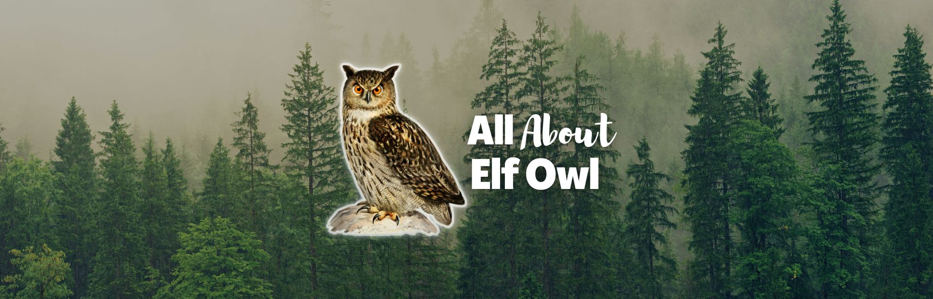 The Secret Life of Elf Owls: Small but Mighty