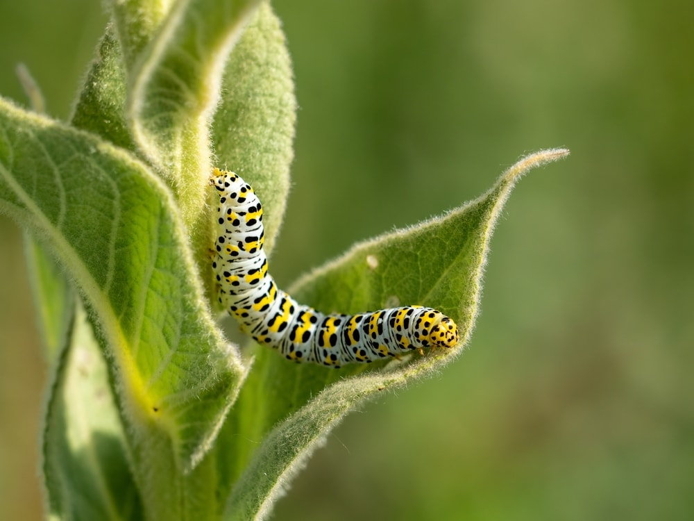 Mullein Moth Caterpillar (Cucullia verbasci) in the middle of two leaves