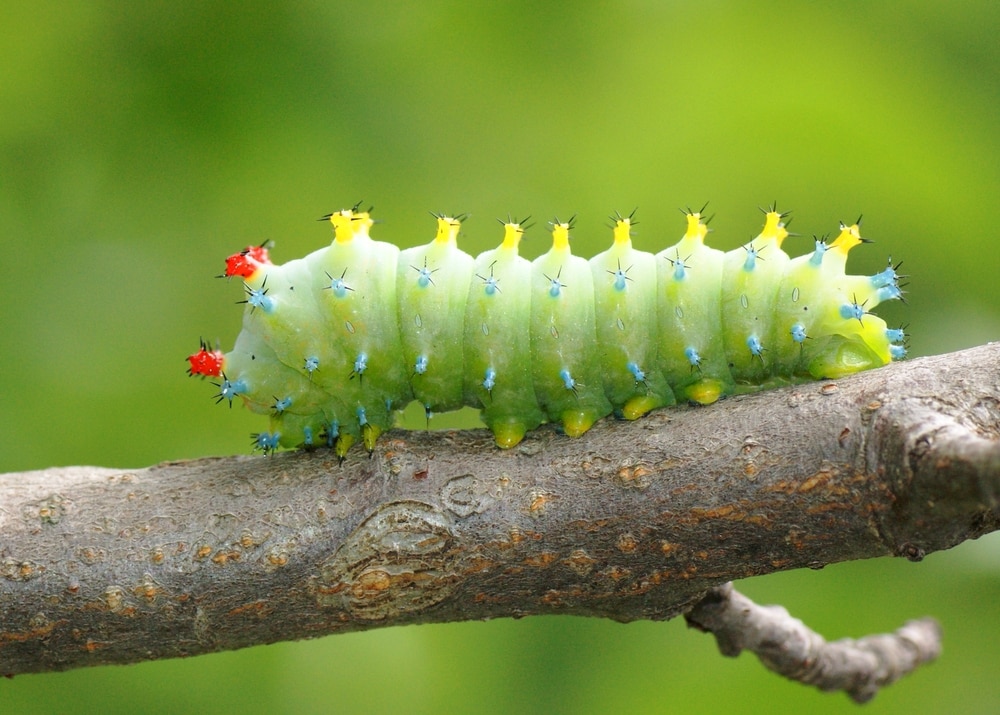 Cecropia Caterpillar (Hyalophora cecropia) standing on a branch of tree