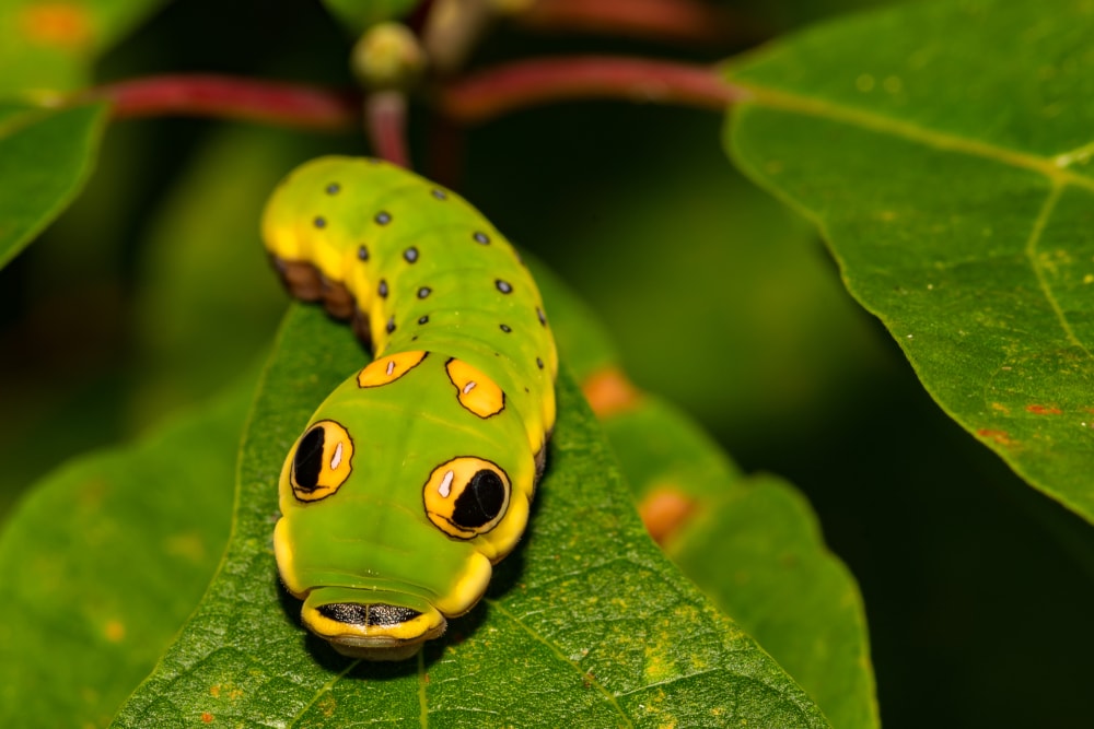Spicebush Swallowtail Caterpillar (Papilio Troilus) camouflaged on a leaf