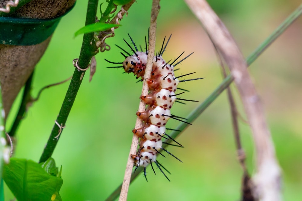 Zebra Longwing Butterfly Caterpillar (Heliconius charithonia) hugging a stick