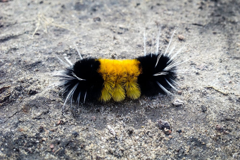 Yellow Spotted Tussock Moth Caterpillar (Lophocampa maculata) laying on a ground