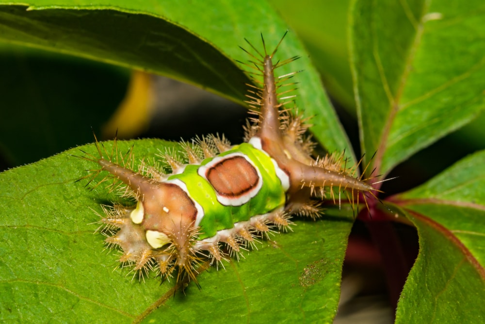 Saddleback Caterpillar (Acharia stimulea) laying on a leaf