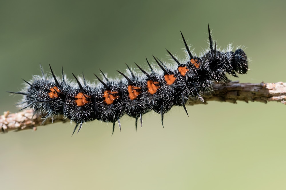 Mourning Cloak Caterpillar (Nymphalis antiopa) holding on a dried stick
