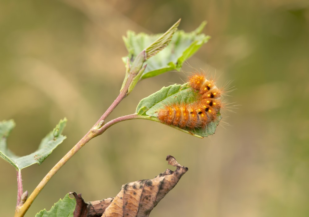 Scarce Dagger Caterpillar (Acronicta auricoma) scooting on a small leaf