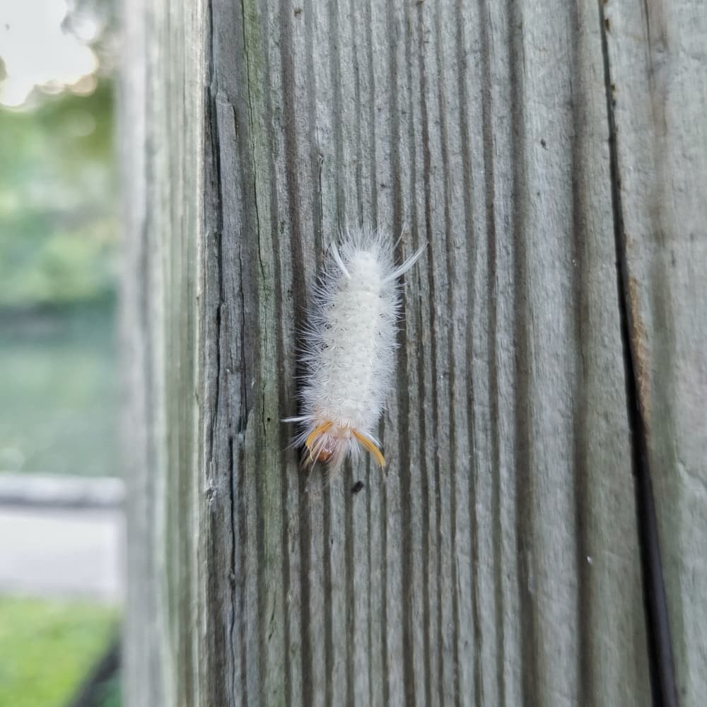 Sycamore Tussock Caterpillar (Halysidota harrissi) sticking on the side of a fence