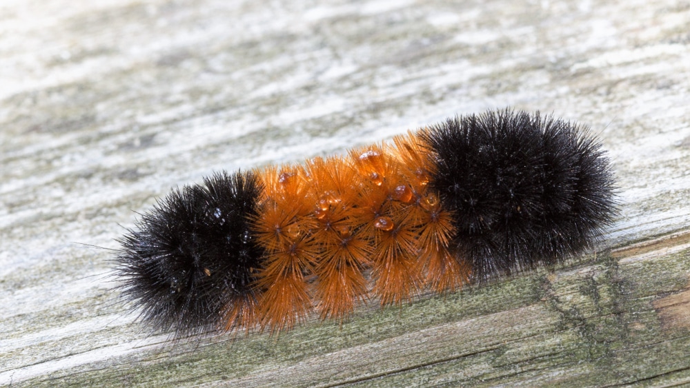 Woolly Bear Caterpillar (Pyrrharctia isabella) laying on a table