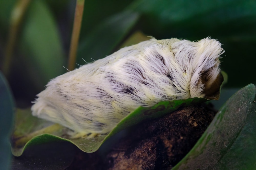 Puss Caterpillar (Megalopyge opercularis) laying on a leaf at night