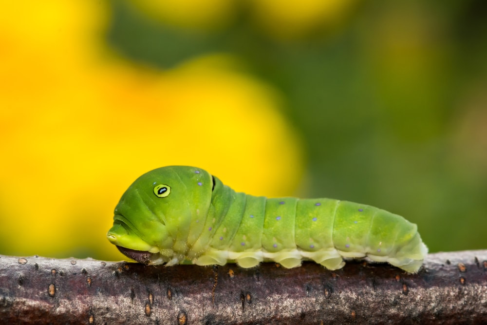 Tiger Swallowtail caterpillar (Papilio glaucus) walking on a branch of tree