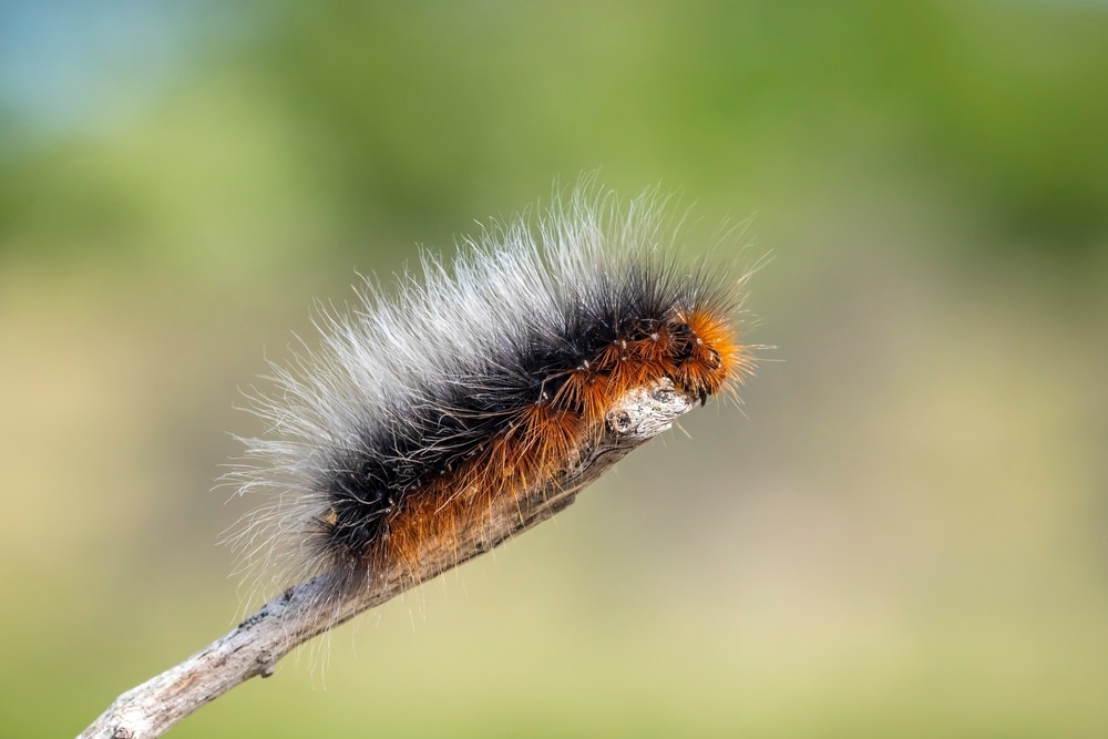 Garden Tiger Caterpillar (Arctia caja) on the edge of a dried stick