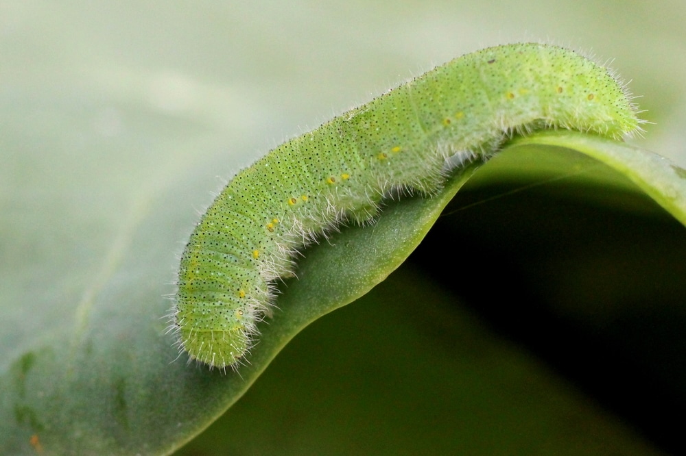 Cabbage White Butterfly Caterpillar (Pieris rapae) on the side of a leaf