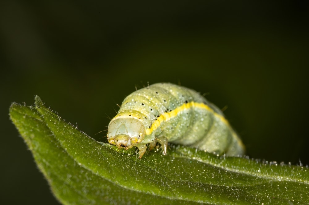 Caterpillar starting to eat the edge of a leaf