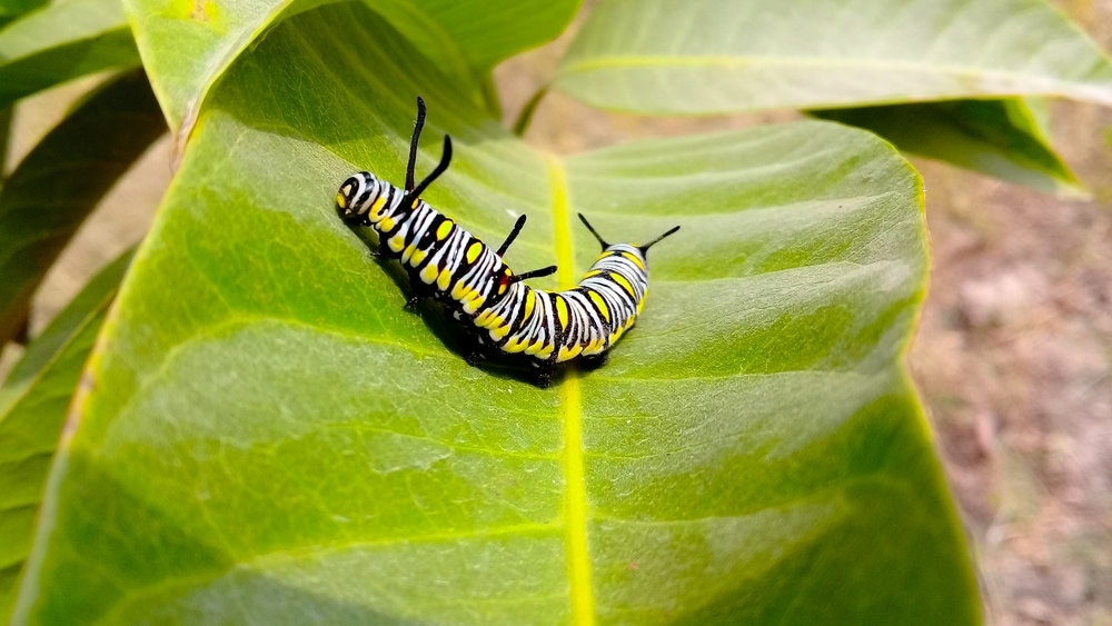 Caterpillar walking on a leaf with sun spotlight on it