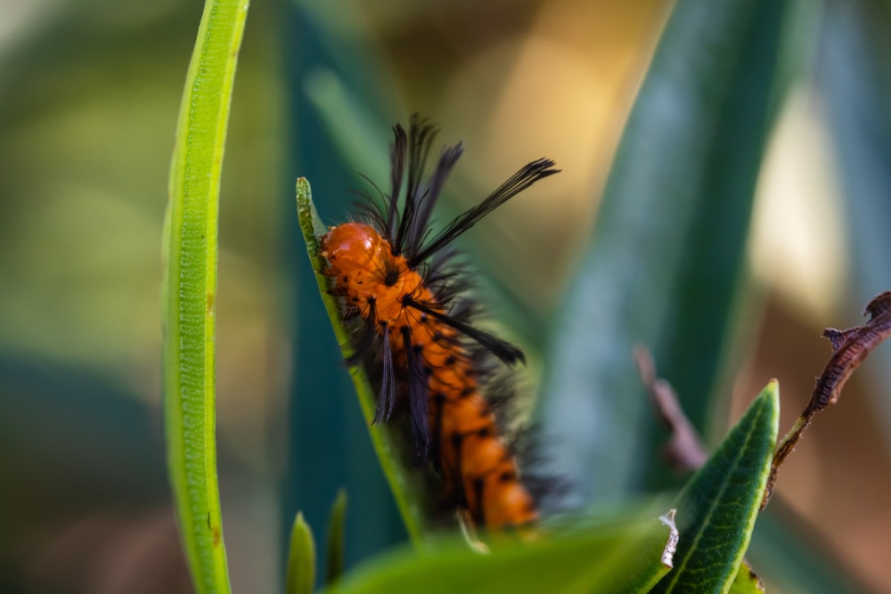 Oleander Caterpillar (Syntomeida epilais) in the middle of a plant