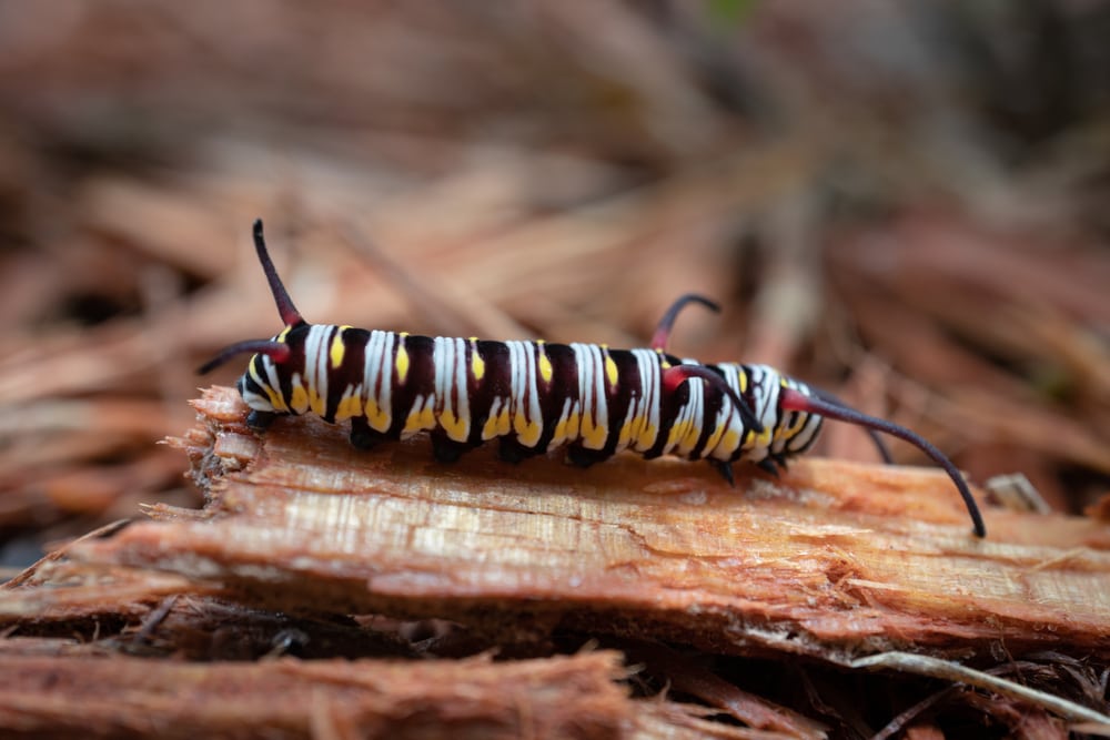 Queen Butterfly Caterpillar (Danaus gilippus) eating a wood