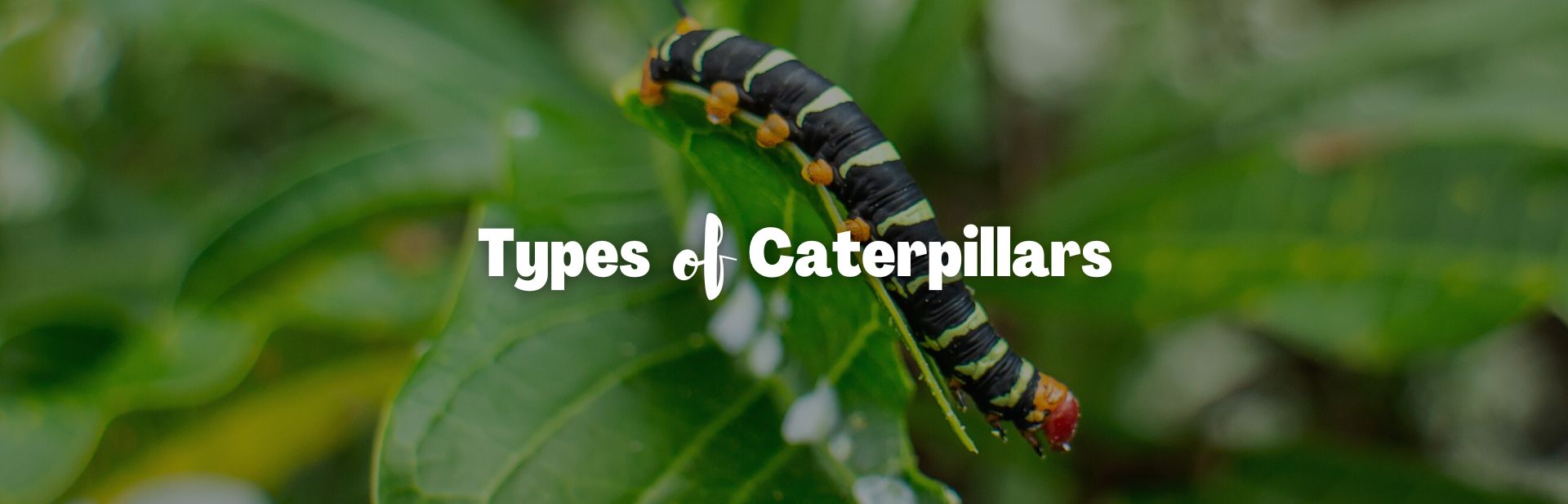 33 Types of Caterpillars: From the Fuzziest to the Spikiest (Names,  Pictures, Facts) - Outforia