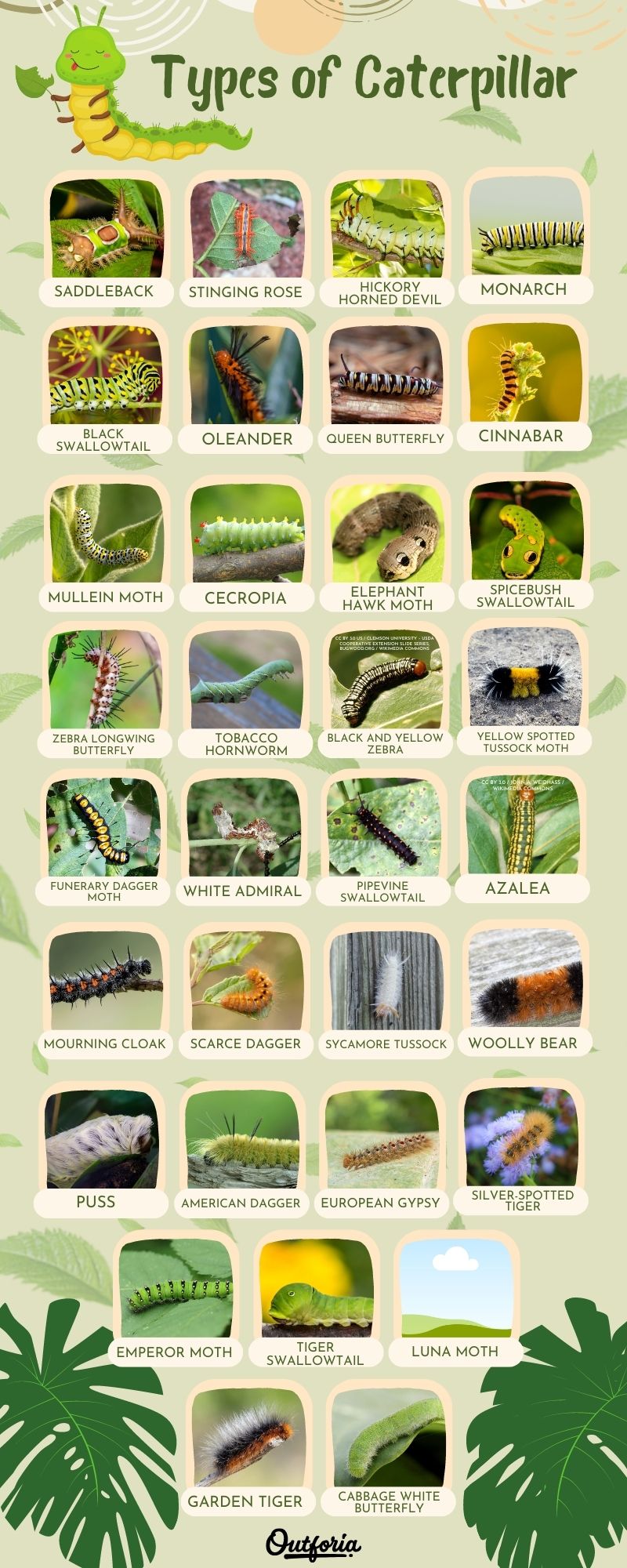 Chart of different caterpillar species with photos