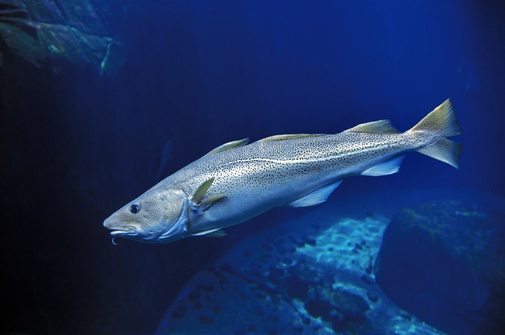 Cod fish in the deep blue sea