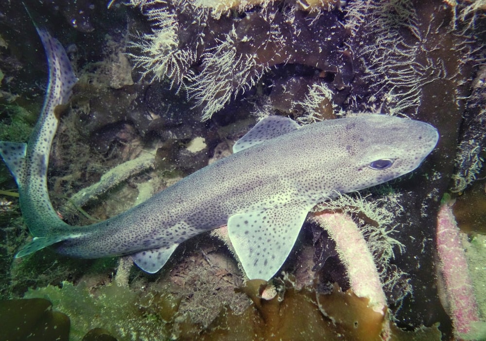 Dogfish laying on a coral