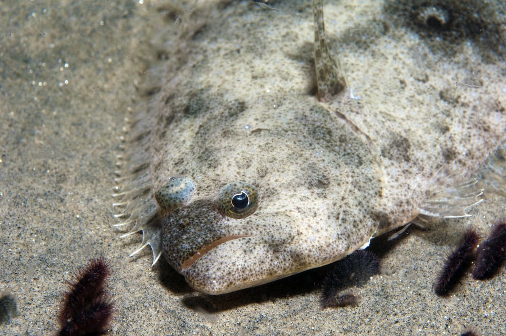Flatfish camouflaged on the sand of the ocean