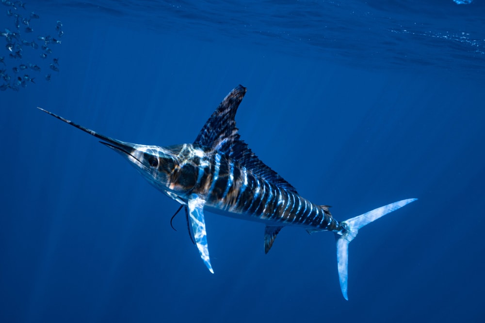 Marlin going to the surface of the ocean