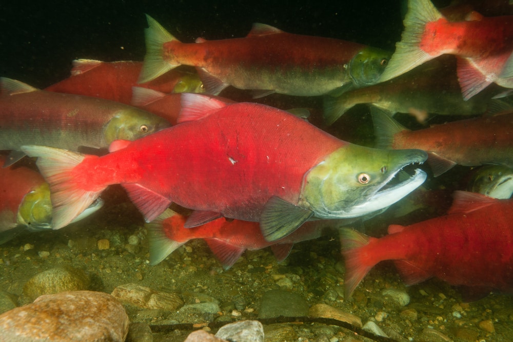 Group of salmon swimming on a pond